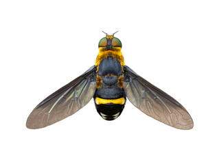 Image of hoverfly(Syrphidae) isolated on white background. Insect. Animals.