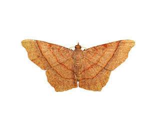 Image of brown butterfly(Moth) isolated on white background. Insect. Animals.