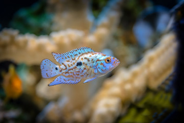 Cichlid Blue Dempsey in aquarium. This fish also carries the name:Electric Blue Jack Dempsey Cichlid, Electric Blue Dempsey, Neon Blue Dempsey