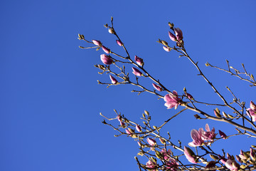 Pink Magnolia with blue sky