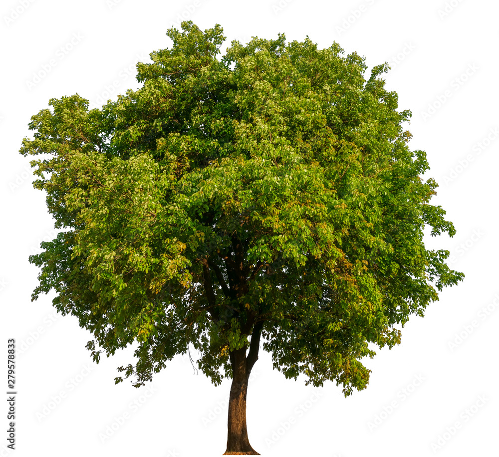 Poster single tree with clipping path 