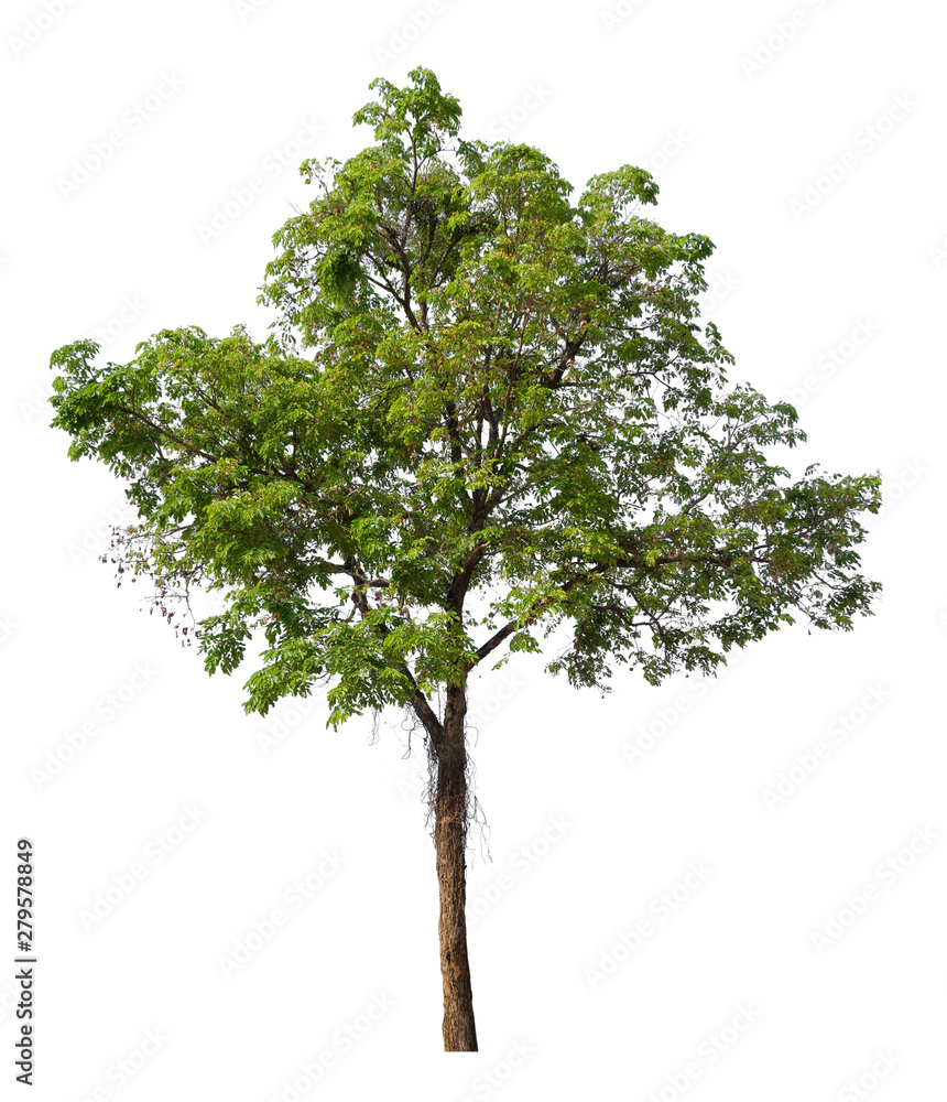 Poster single tree with clipping path 