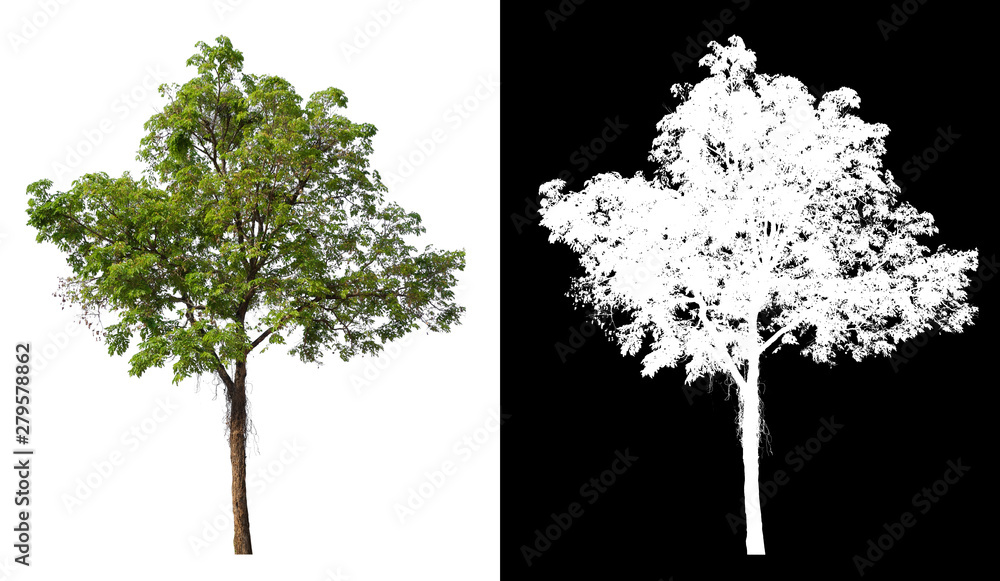 Wall mural single tree with clipping path and alpha channel