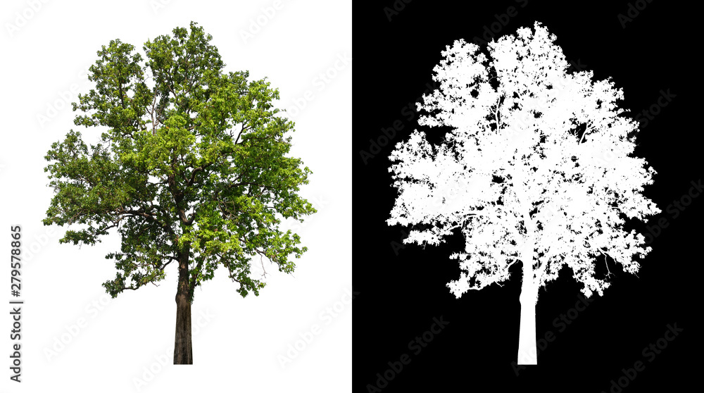 Poster single tree with clipping path and alpha channel