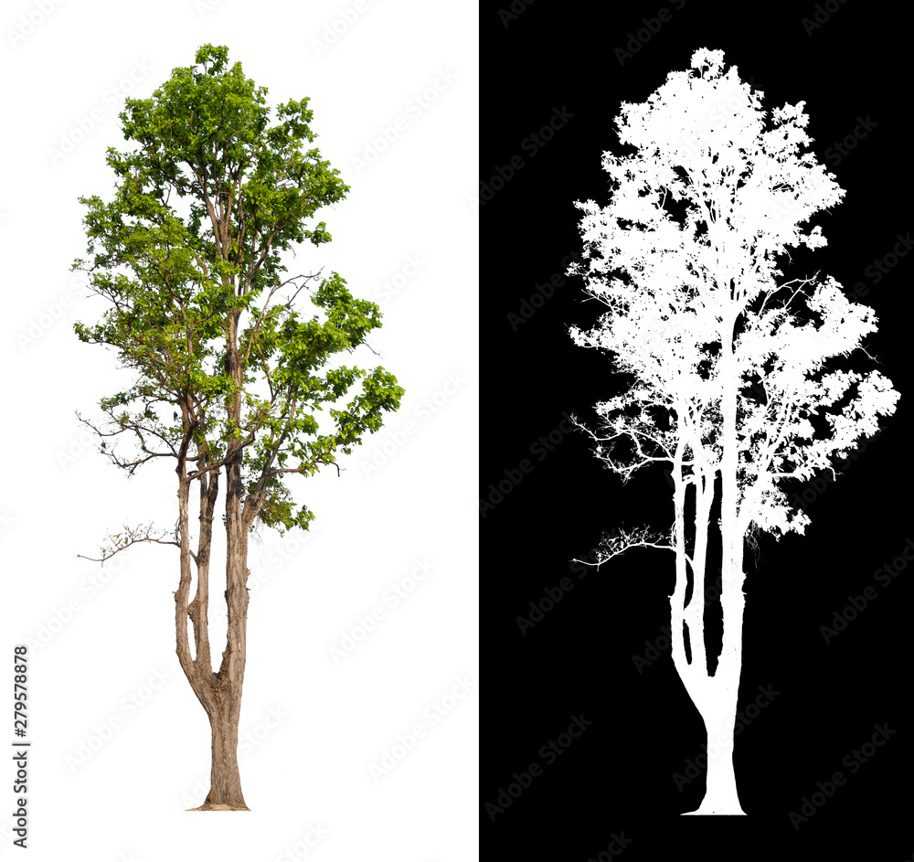 Poster single tree with clipping path and alpha channel