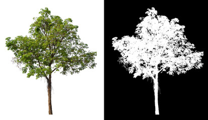 single tree with clipping path and alpha channel