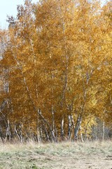 Dry grass and yellow forest n sun lights