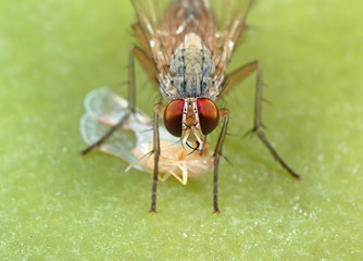 Macro Photo of Housefly with Prey on Green Leaf
