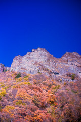 Fototapeta premium 妙義山の紅葉