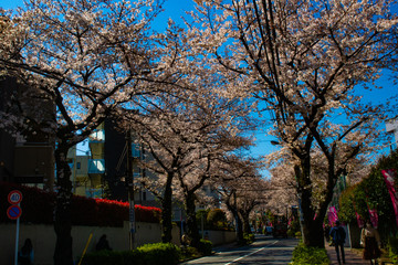 大泉学園の桜並木