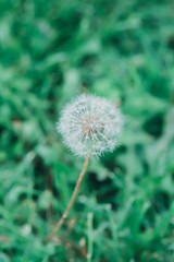 Spring outdoor, blooming white dandelion close-up