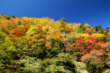剣山スーパー林道の紅葉