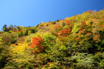 剣山スーパー林道の紅葉