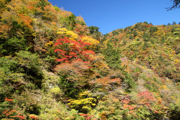 剣山スーパー林道の紅葉
