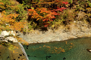 剣山スーパー林道の紅葉
