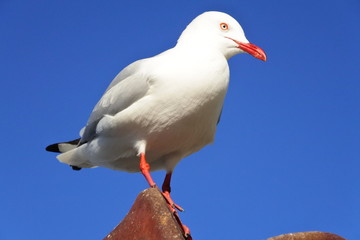 seagull on a post