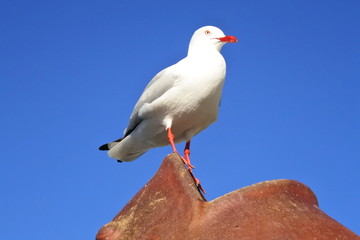 Obraz premium seagull on post