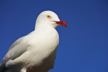 seagull 