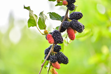 Fresh mulberry, mulberry branch on the health of the fruit with a green background, tangshan, hebei...