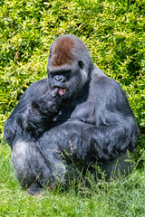 Naklejka premium Gorilla, monkey, dominating male sitting in the grass, funny attitude