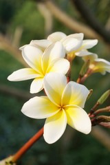 Fototapeta premium white plumeria flower in nature garden