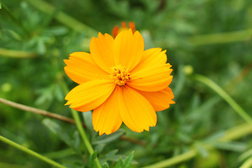 orange color close up flower