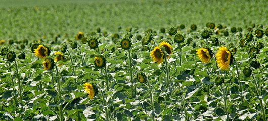 sunflower field with blooming yellow heads