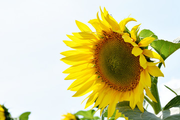 sunflower head yellow, macro, isolate