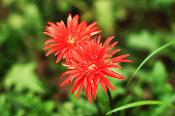 red color dalia flower in the garden