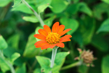 red color dalia flower and plant  in  garden