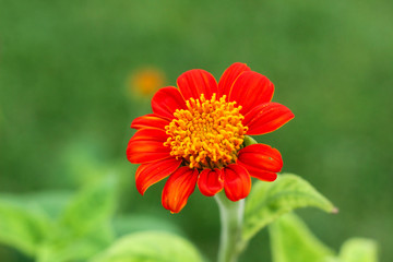 red color flower and plant closeup view photo with yellow petal