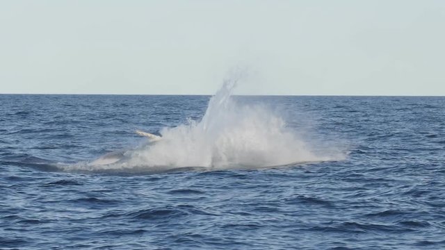 slow motion shot of a young humpback whale breaching at merimbula in new south wales, australia- originally recorded at 180p