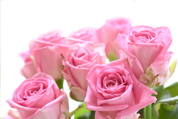 bouquet of roses, seven pieces of pink, isolate