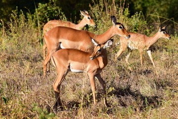 Impala herd 