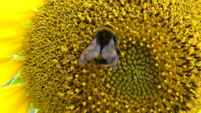 A bumblebee (or bumble bee, bumble-bee, or humble-bee), Sunflower flower against the sky, close-up. Ukraine