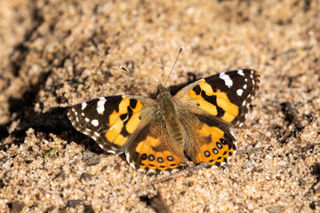 Fototapeta na wymiar Australian Painted Lady Butterfly (Vanessa kershawi). Walpeup, Victoria, Australia