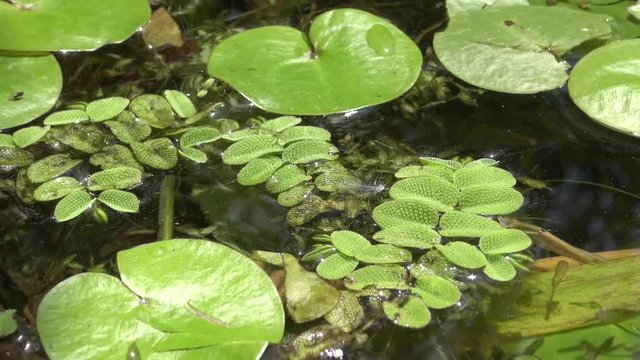 Salvinia natans (commonly known as floating fern, floating watermoss, floating moss, or commercially, water butterfly wings)
