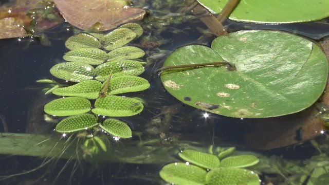 Salvinia natans (commonly known as floating fern, floating watermoss, floating moss, or commercially, water butterfly wings)
