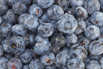 Many blueberry berries with water drops as a background or backdrop