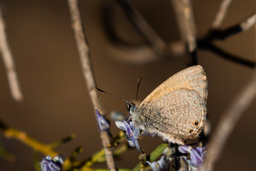 Common Grass-Blue Butterfly (Zizina otis). Walpeup, Victoria, Australia