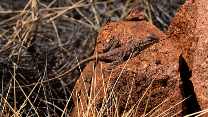 Painted Dragon (Ctenophorus pictus)