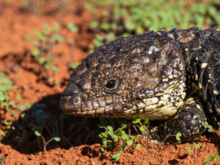 Shingleback (Tiliqua rugosa) subspecies 