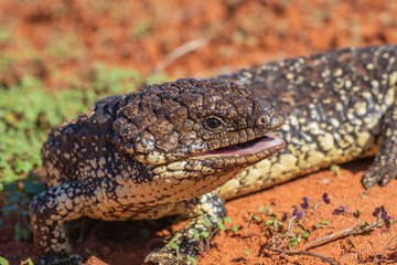 Shingleback (Tiliqua rugosa) subspecies 