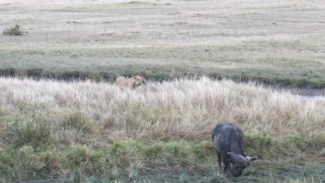 young lion stalks an african buffalo at masai mara national reserve in kenya, africa