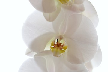 White orchid flower   on a white background.The texture of the flower. Floral white background