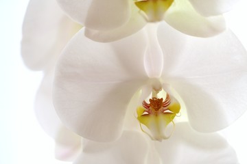 Fototapeta na wymiar White orchid flower close-up on a white background.The texture of the flower. Floral white background