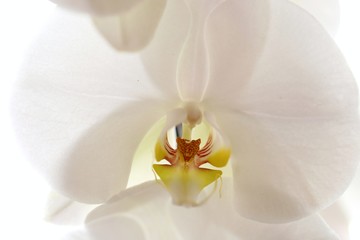 White orchid flower  close-up on a white background. Floral white background