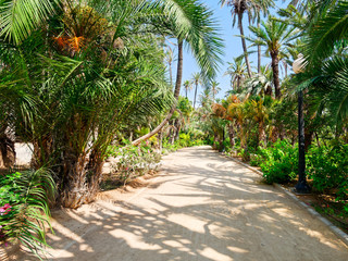 Fototapeta premium Palm park El Palmeral in Alicante, Costa Blanca. Spain.