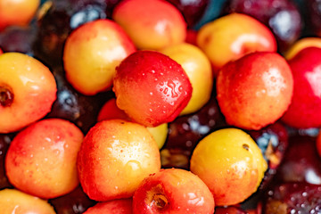macro close up of multicolored cherry berries with water drops on them, black red and yellow