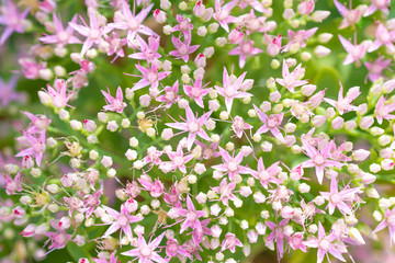 A bush small pink flowers